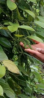 Faircup Coffee – Penja Pfeffer Schwarz, ganze Körner, aromatisch & hochwertig – Bild 2