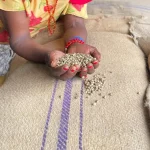 Robusta Melong Supreme – Rohkaffee | Specialty Grade (5 kg, 10 kg, 60 kg)
