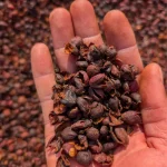 Bio Robusta Cascara - Kaffeekirschentee aus Kamerun – Bild 4
