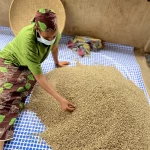 Robusta Melong Supreme – Rohkaffee | Specialty Grade (5 kg, 10 kg, 60 kg) – Bild 3